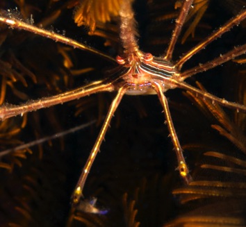 Arrowhead Crab
